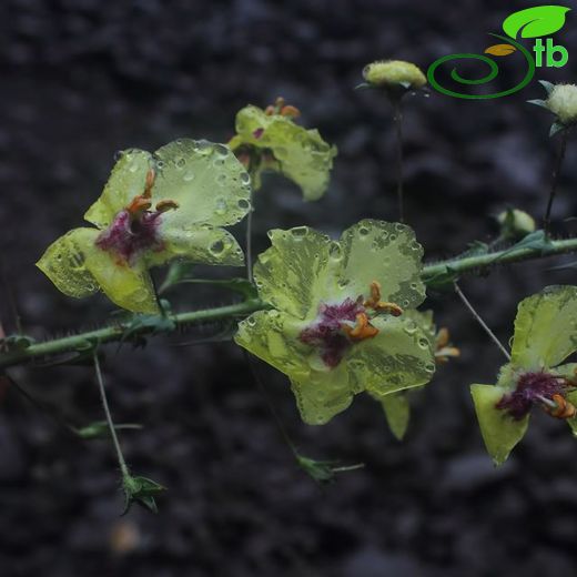 Verbascum meinckeanum