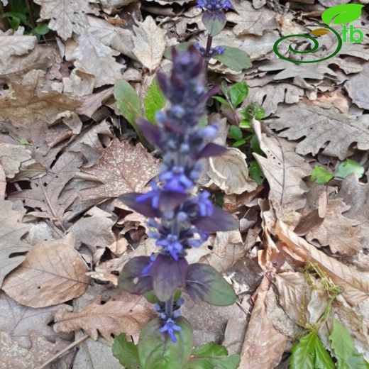 Ajuga reptans