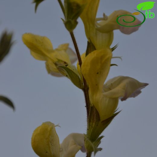 Salvia potentillifolia