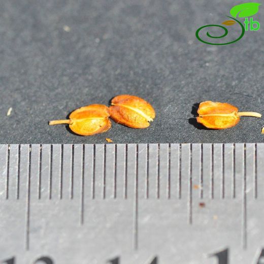 Aethionema alanyae