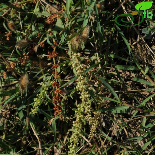 Rumex palustris