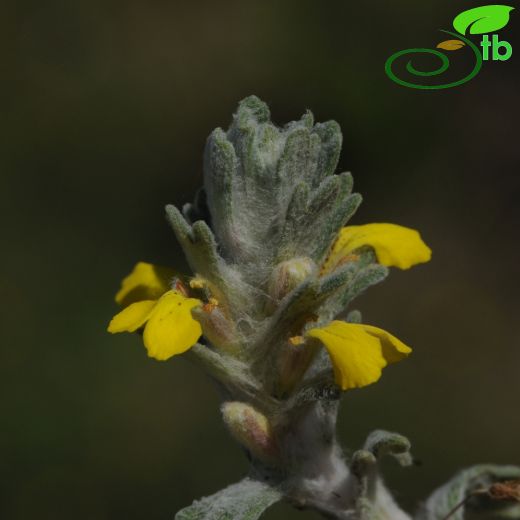 Ajuga bombycina