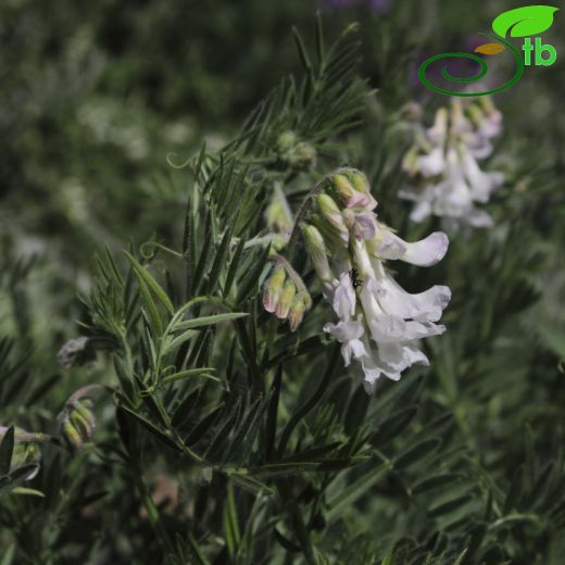 Vicia canescens