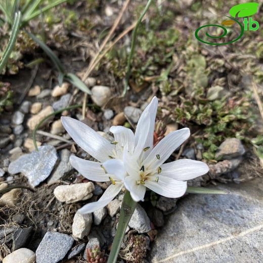 Colchicum atticum