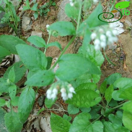 Symphytum pseudobulbosum