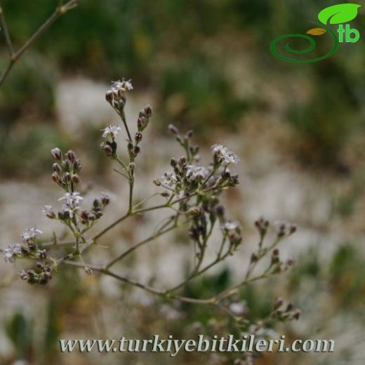 Gypsophila oblanceolata