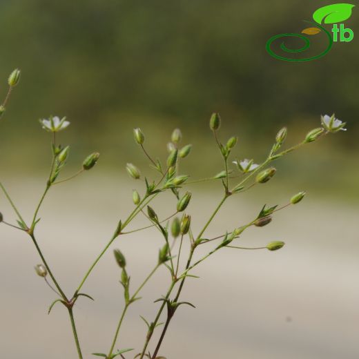 Minuartia hybrida