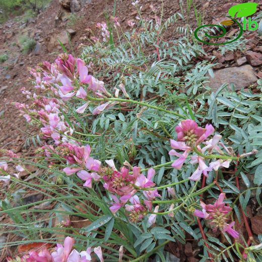 Hedysarum antitauricum