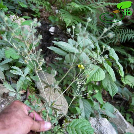 Potentilla lazica