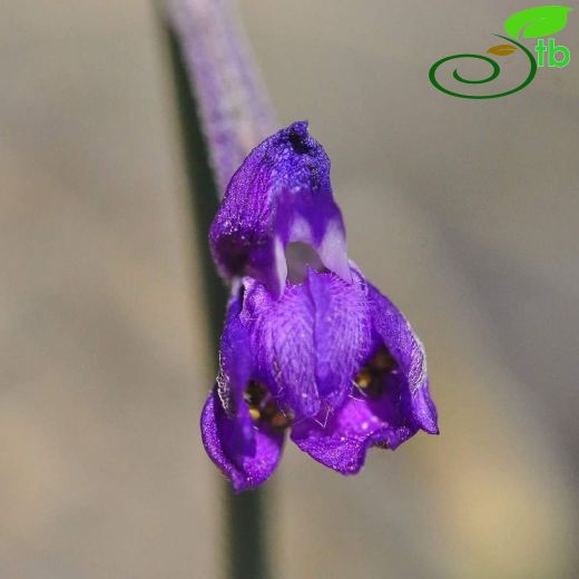 Delphinium cilicicum