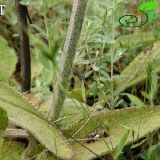 Stachys obliqua