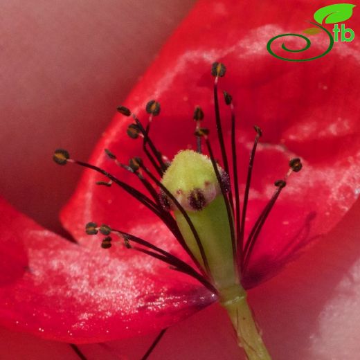 Papaveraceae-Haşhaşgiller