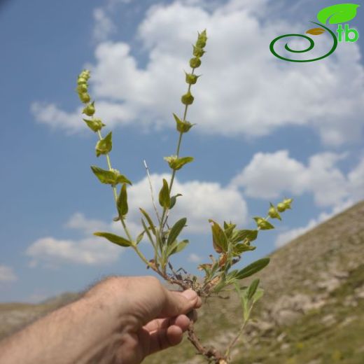 Sideritis pisidica