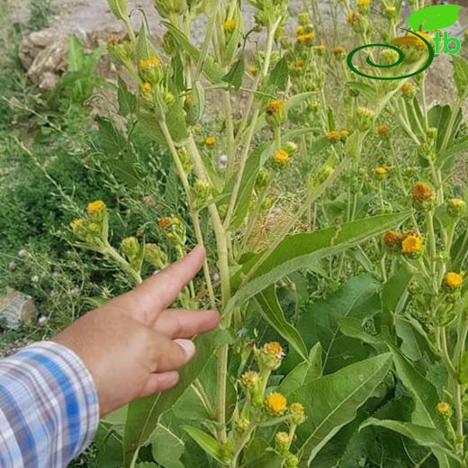 Inula thapsoides