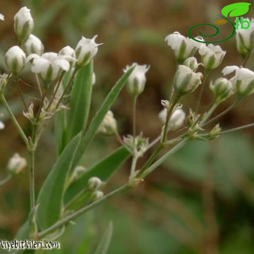 Gypsophila paniculata