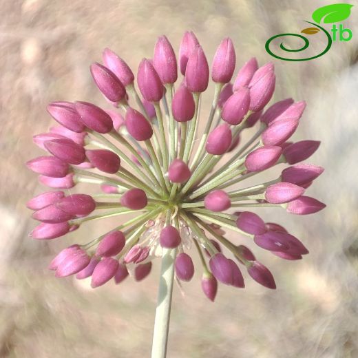 Allium aksekiense