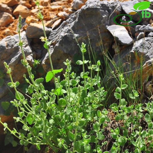 Nepeta pilinux