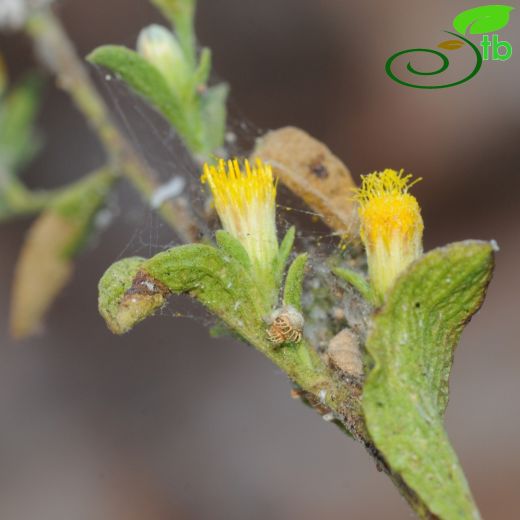 Inula sechmenii