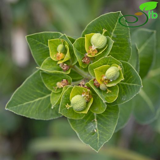 Euphorbia-Sütleğen