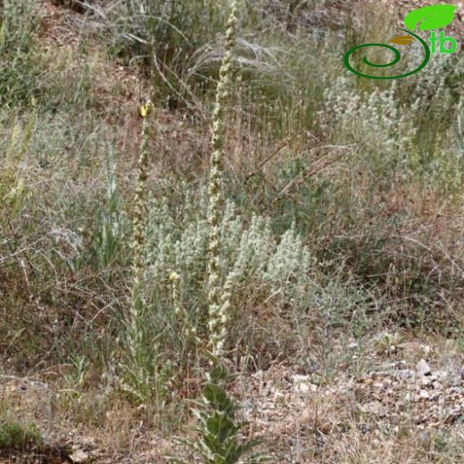 Verbascum misirdalianum