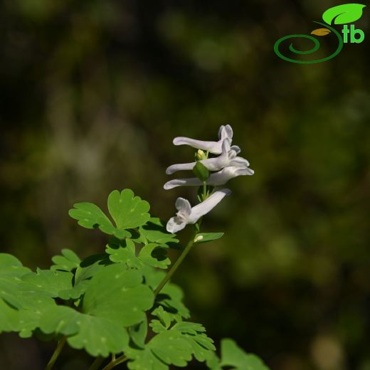 Corydalis-Kazgagası