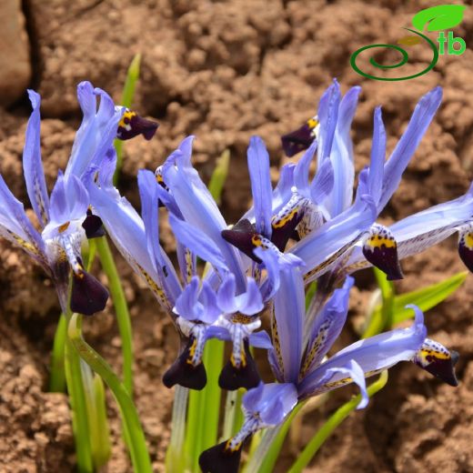 Iridaceae-Süsengiller
