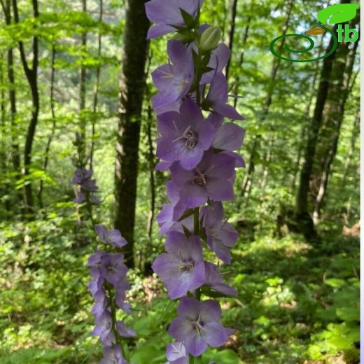 Campanulaceae-Çançiçeğigiller