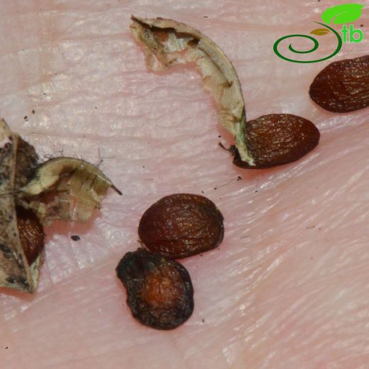 Pachyphragma macrophyllum