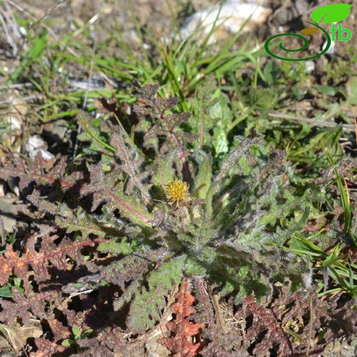 Centaurea benedicta