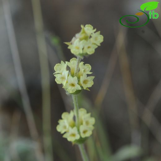 Sideritis tmolea