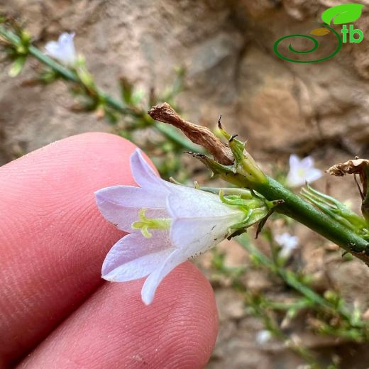 Campanula-Çançiçeği