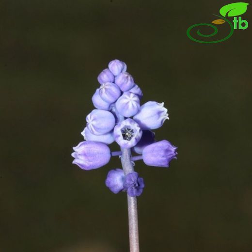 Muscari sandrasicum