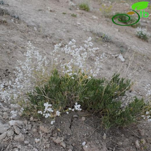 Gypsophila lepidioides