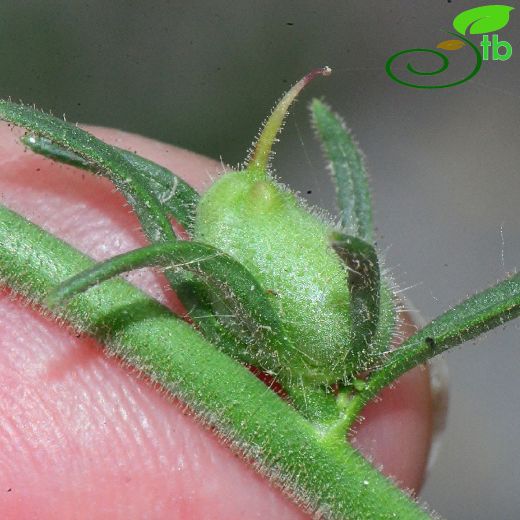 Misopates orontium