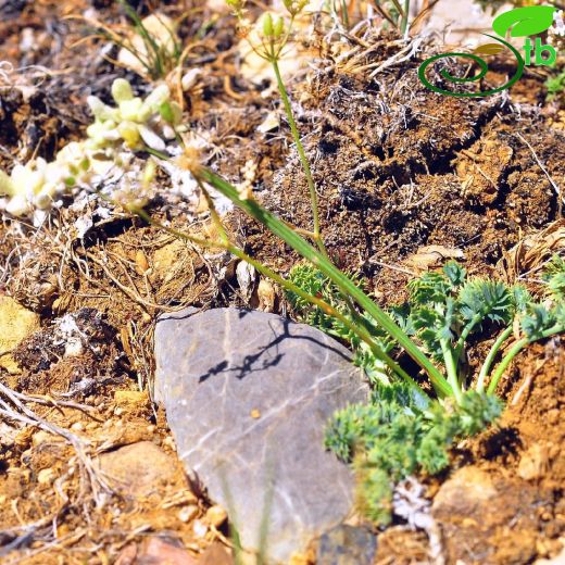 Aegokeras gazipashensis