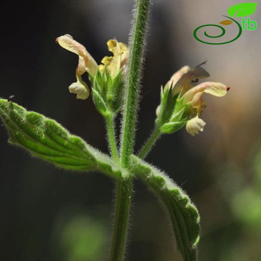 Nepeta pilinux