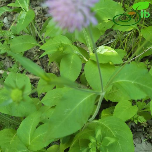 Knautia drymeia