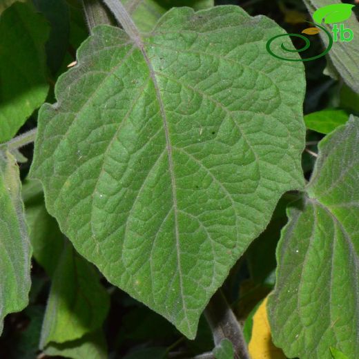 Solanaceae-Patlıcangiller