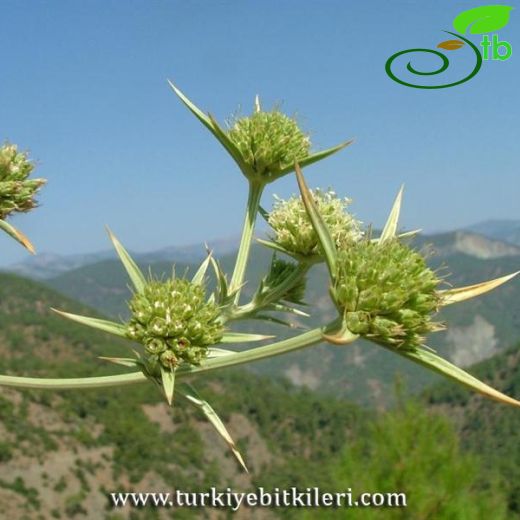 Eryngium thorifolium