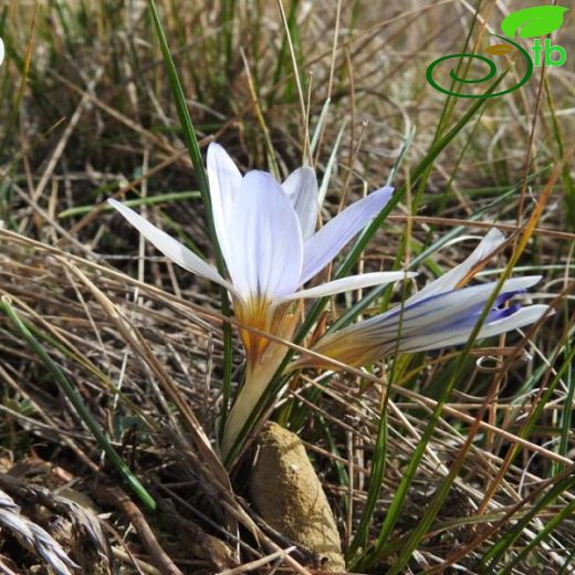 Crocus antalyensis subsp antalyensis