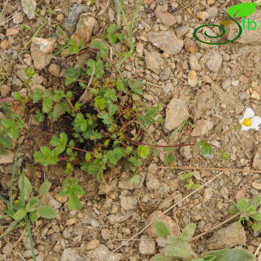 Potentilla rupestris