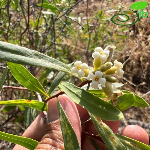 Daphne mucronata