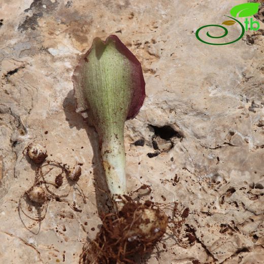 Biarum-Yılanpancarı