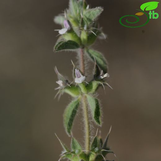 Sideritis romana