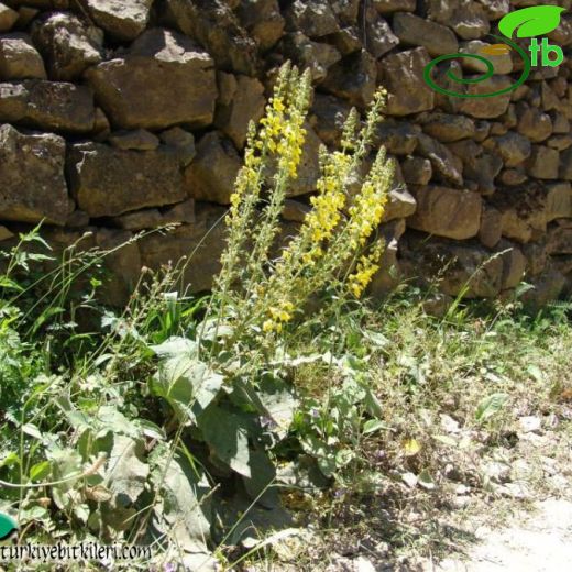 Verbascum mecit-vuralii