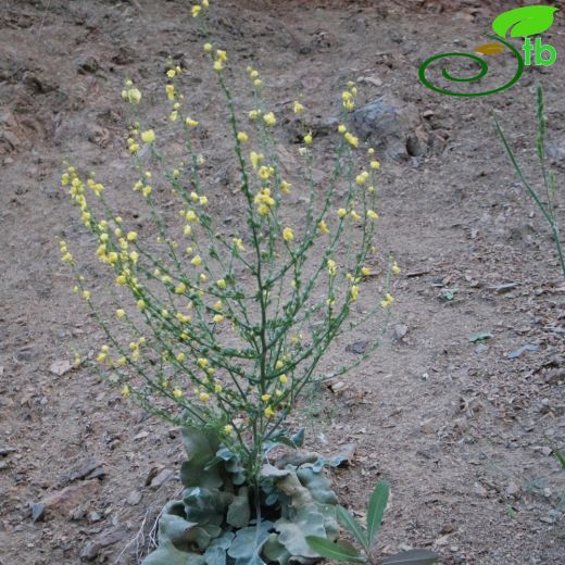 Verbascum lobatum