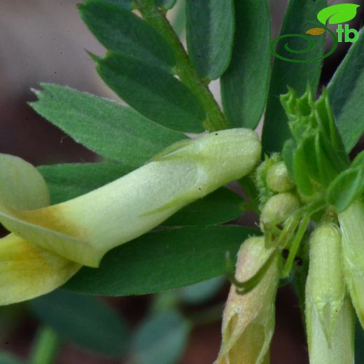 Vicia anatolica