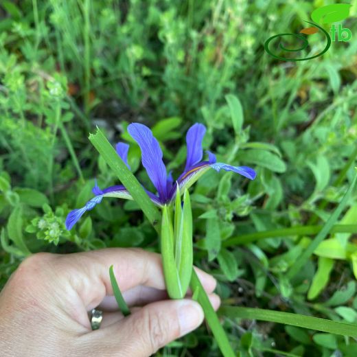 Iris-Süsen