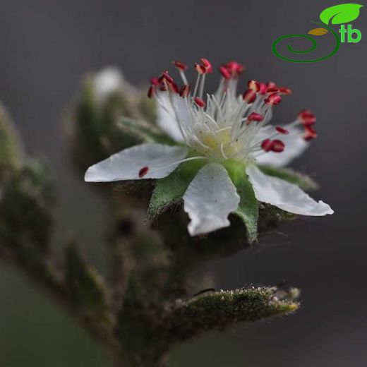 Potentilla isaurica