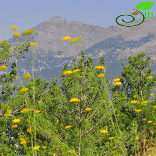Apiaceae-Maydanozgiller